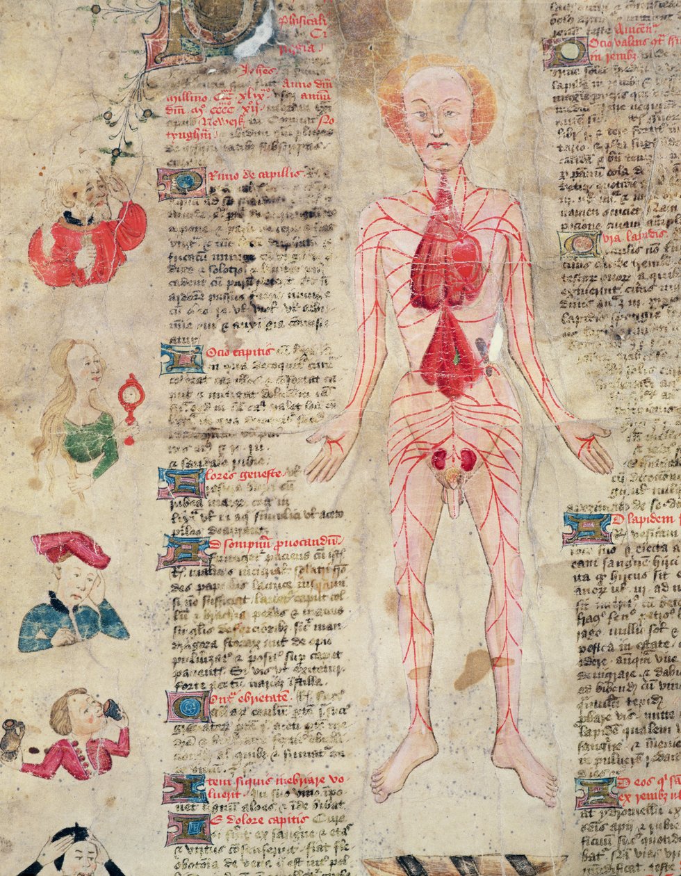 Diagrama anatômico, De arte phisicali e de cirugia, de John Arderne, 1412 de English School