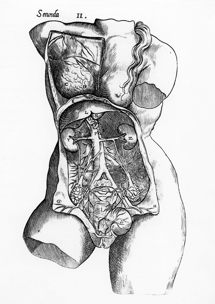 Estudo anatômico do corpo humano feminino de English School