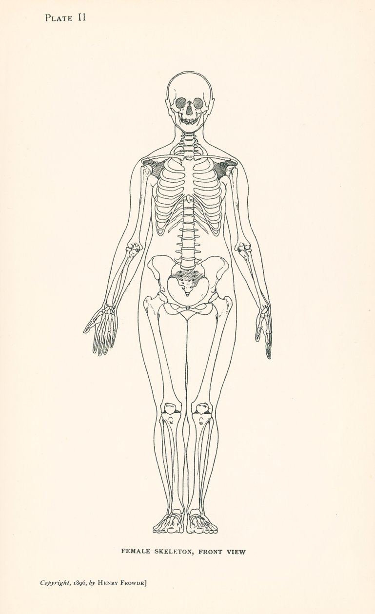 Anatomia: Esqueleto feminino, vista frontal (litografia) de English School