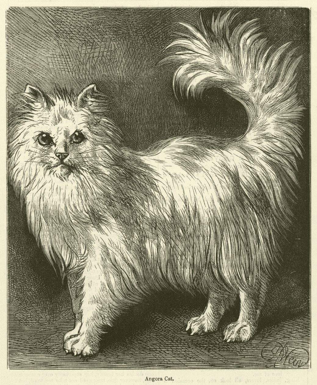 Gato angorá (gravura) de English School