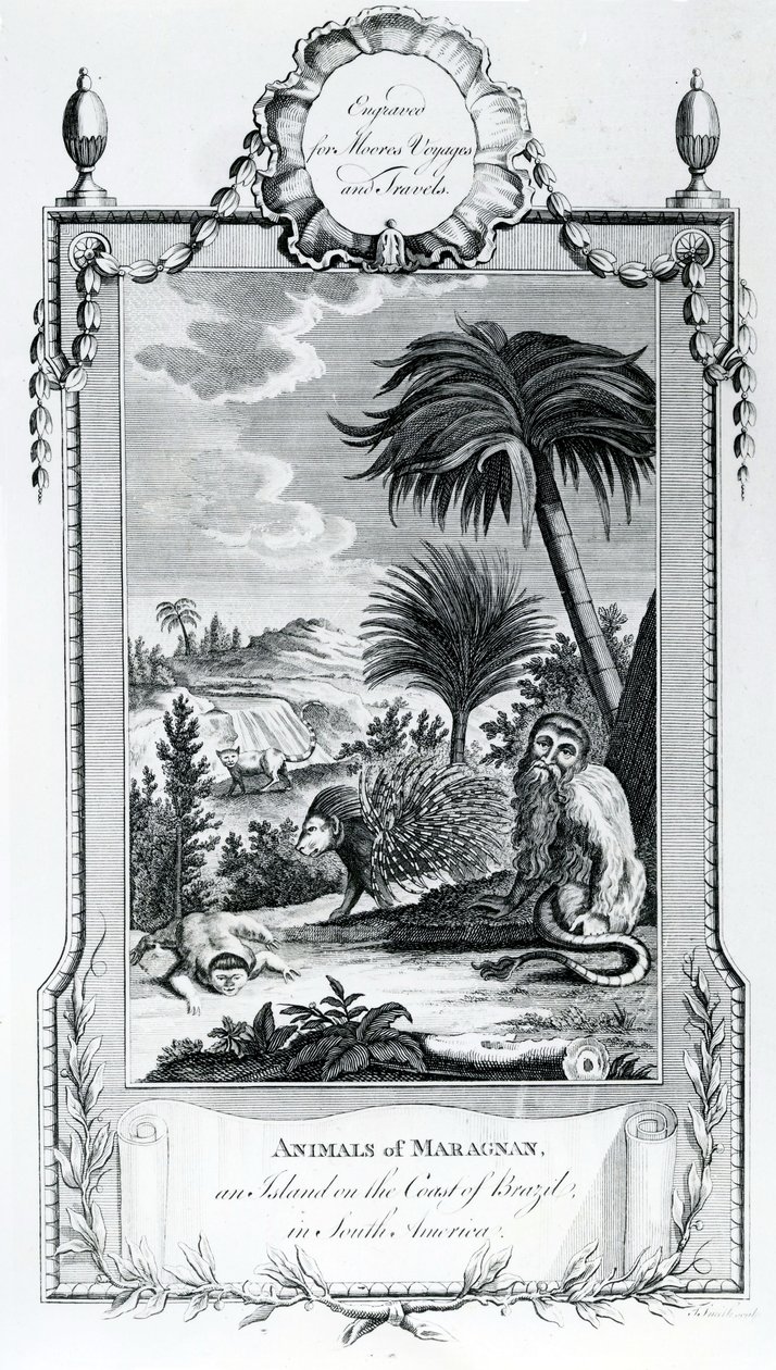 Animais de Maragnan, ilustração tirada de Moores Voyages and Travels, 1778 de English School