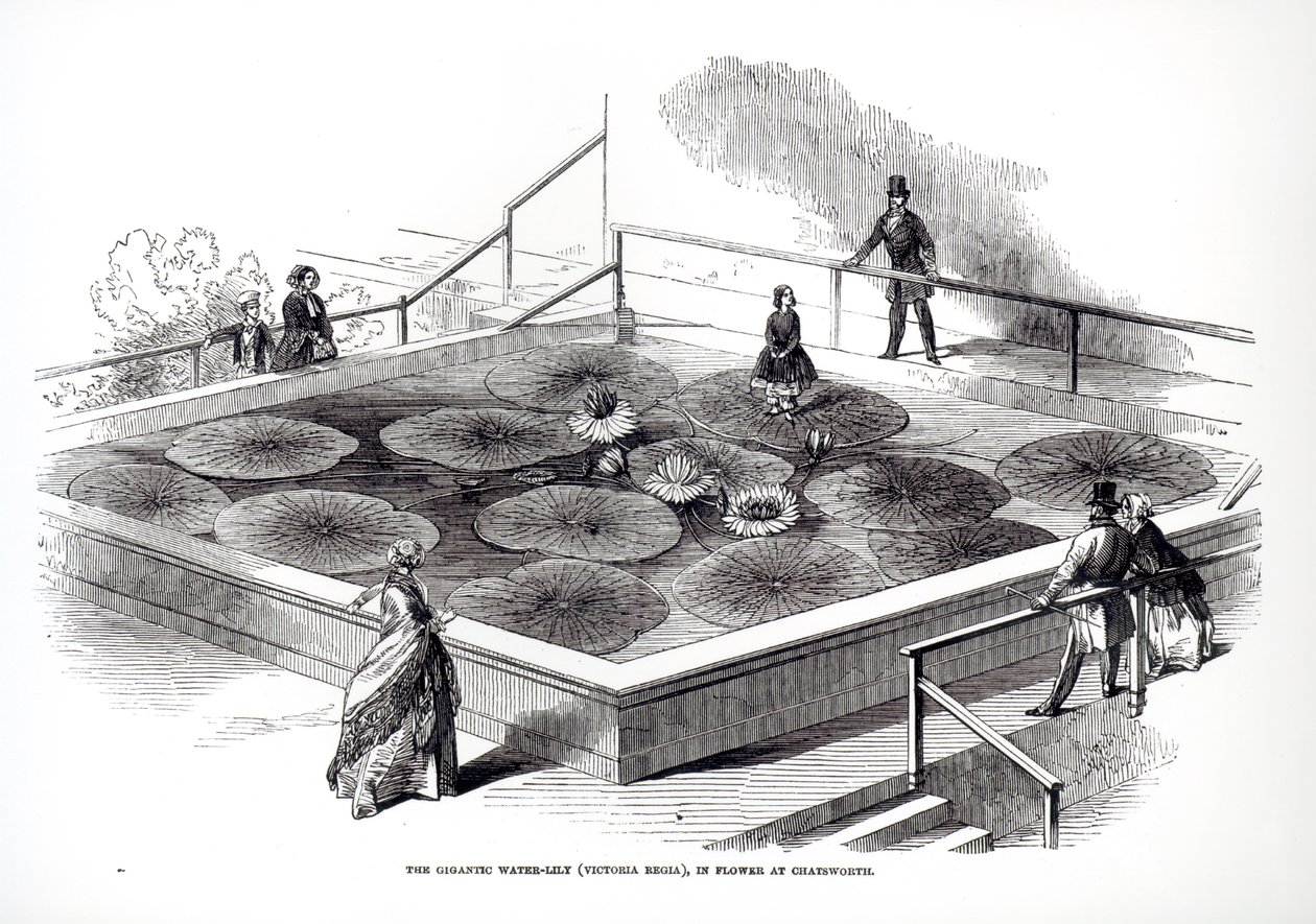 Annie Paxton na Victoria regia waterlily no Grande Conservatório de Chatsworth, 1849 de English School