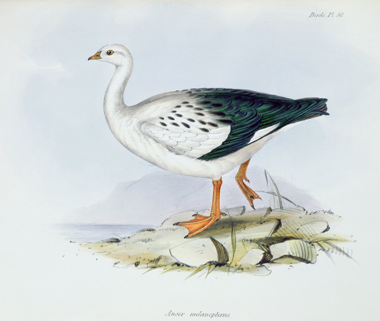 Anser Melanopterus, de A Zoologia da Viagem do HMS Beagle 1832-36, de Charles Darwin (1809-92), 1840 de English School