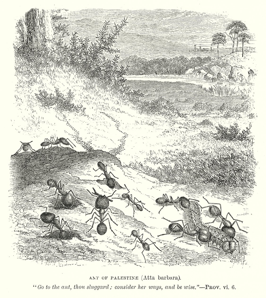 Formiga da Palestina (Atta Barbara) (gravura) de English School