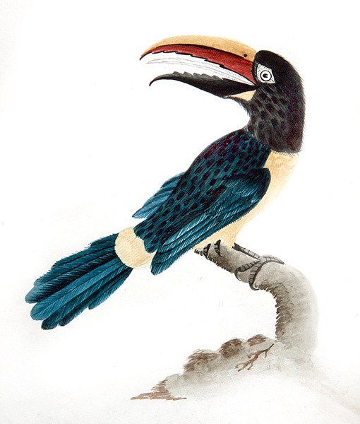 tucano de Aracari de English School