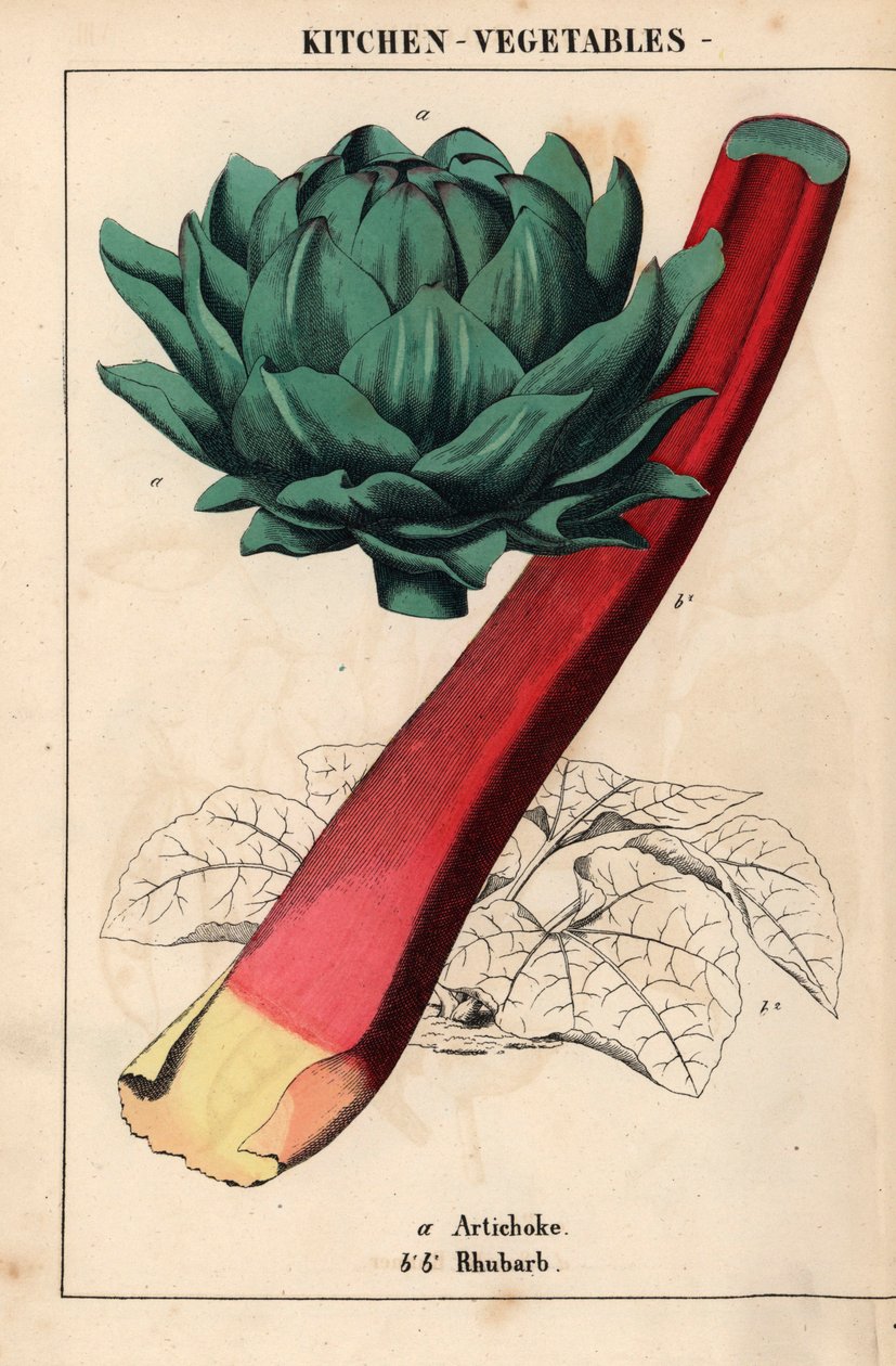 Artichoke heart and crimson rhubarb , de "The Instructive Picturebook, or Lessons from the Vegetable World," [Charlotte Mary Yonge], Edimburgo de English School