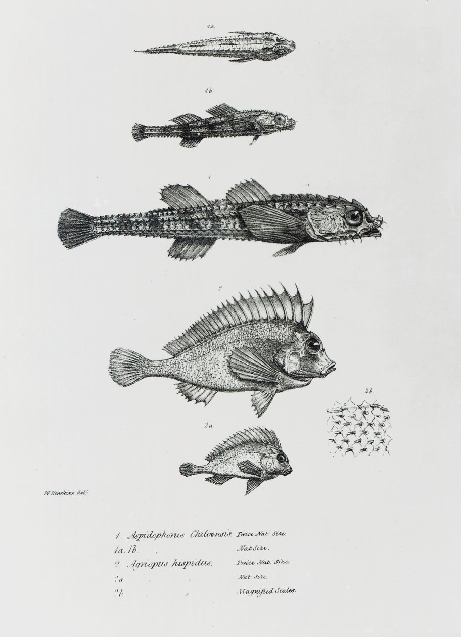 Aspidophorus Chiloensis e Agriopus Hispidus, prato 7 de "A Zoologia da Viagem do HMS Beagle, 1832-36" por Charles Darwin de English School