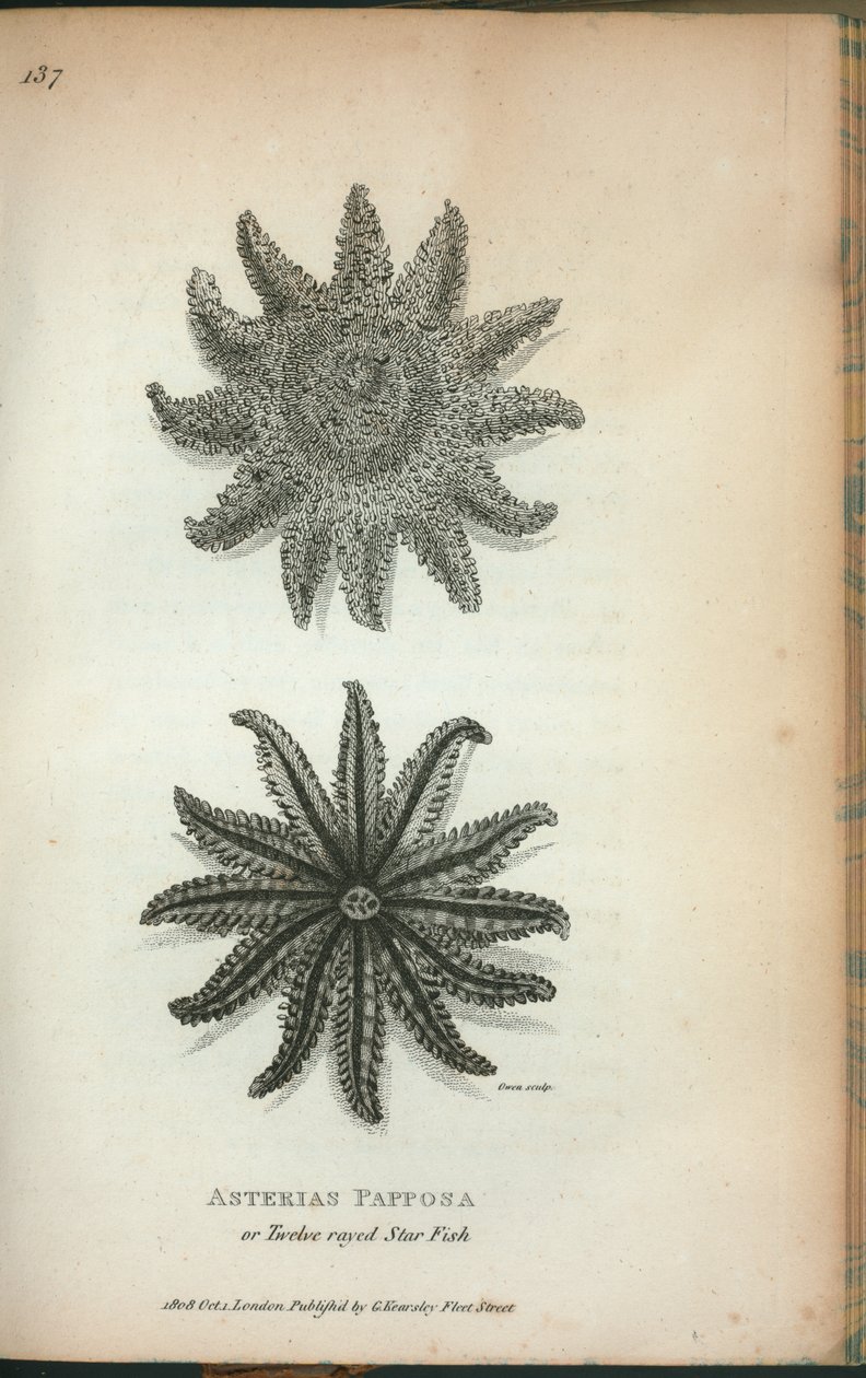 Asterias Papposa ou Twelve rayed Star Fish, de 