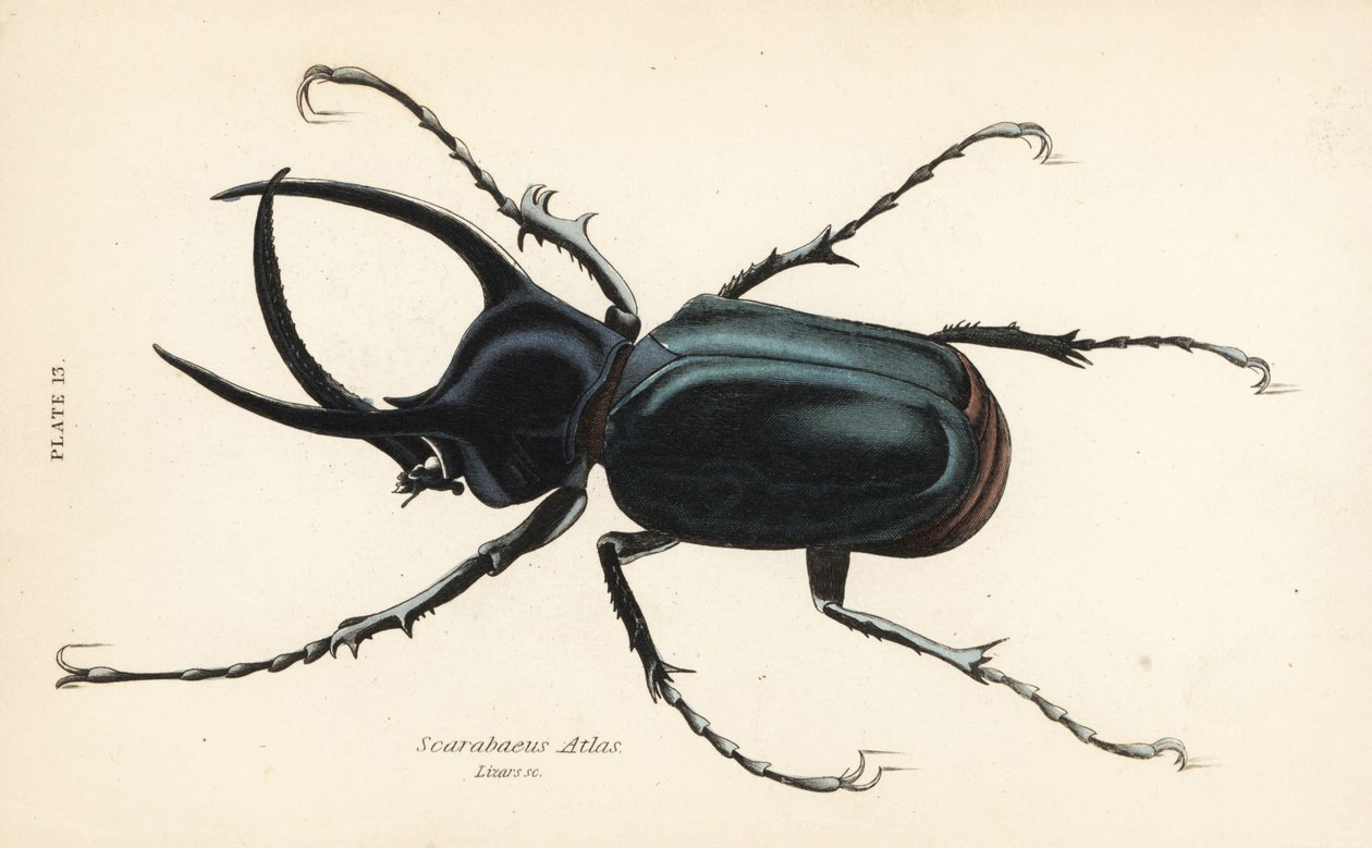 Besouro do Atlas, atlas do Calcosoma (Scarabaeus atlas) de English School