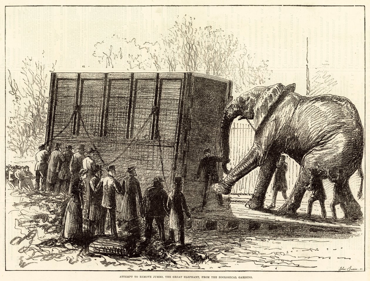 Tentativa de retirar Jumbo, o grande elefante, do Jardim Zoológico (gravura) de English School