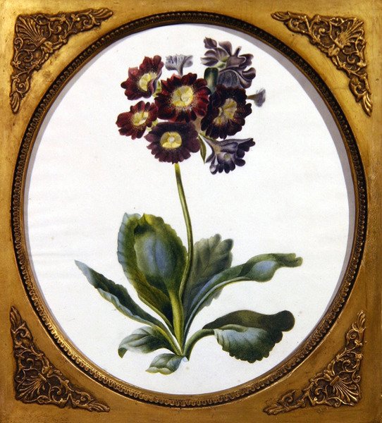Auricula, c.1850 (aguarela sobre papel) de English School