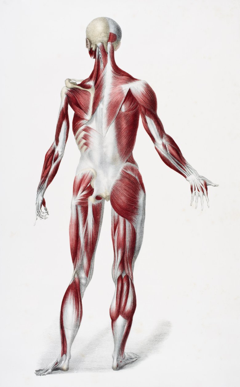 Parte de trás do corpo humano masculino mostrando músculos tendões e ossos, de Os vasos do corpo humano, editado por Jones Quain e William Wilson, publicado por Taylor e Watson, Londres em 1837 (cor litho de English School
