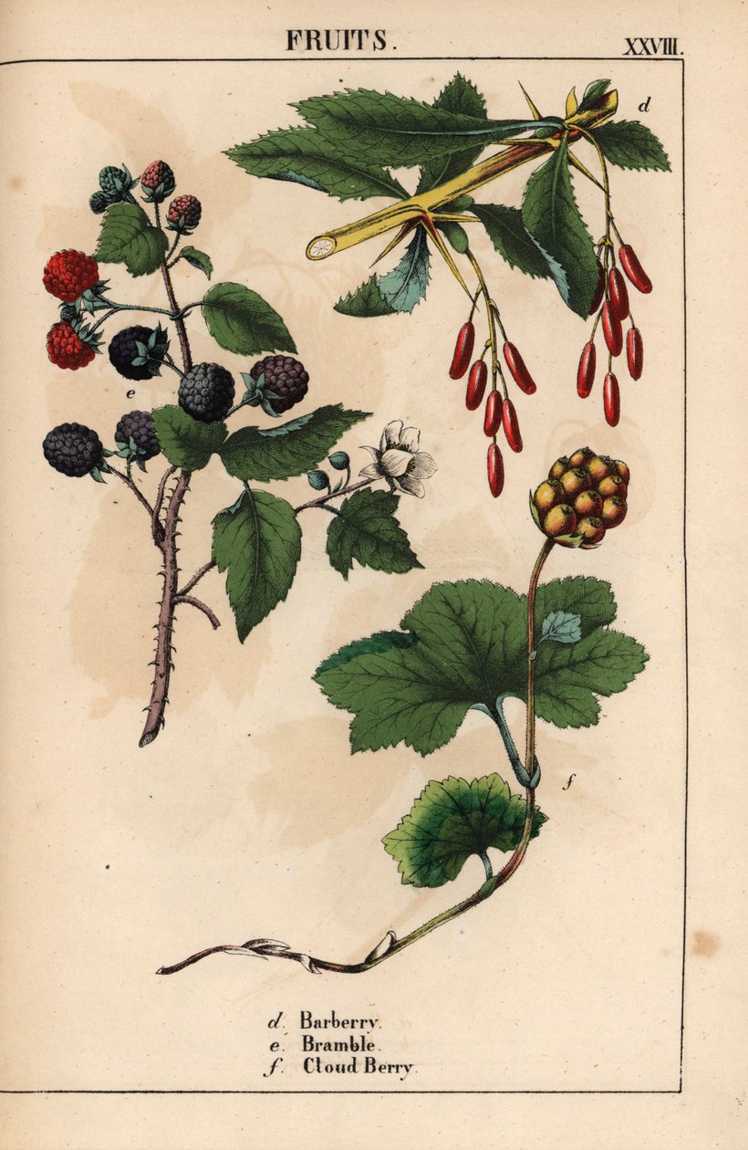 Frutas de bérberis, amoras e bagas de nuvem   , de "The Instructive Picturebook, or Lessons from the Vegetable World", [Charlotte Mary Yonge], Edimburgo de English School