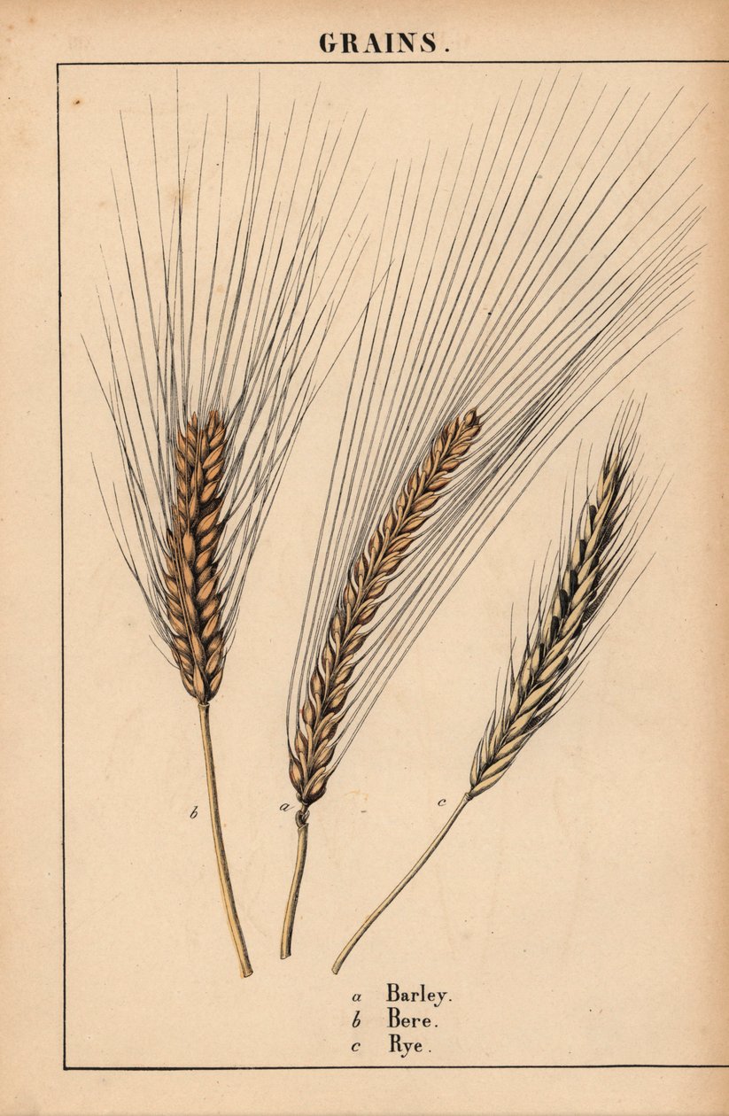 Cevada, luto e centeio, de "The Instructive Picturebook, or Lessons from the Vegetable World," [Charlotte Mary Yonge], Edimburgo de English School