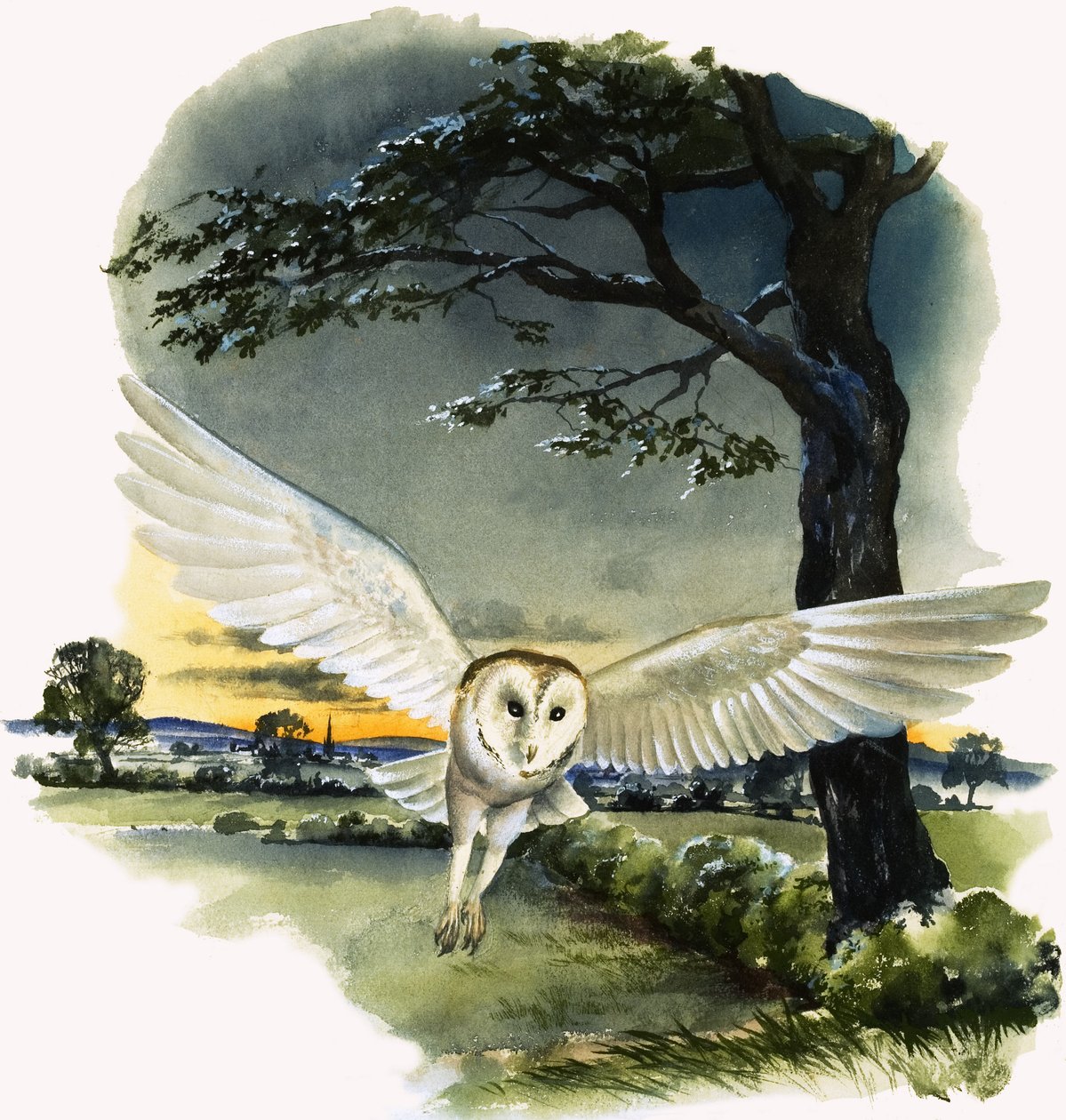 Coruja-das-torres em voo, ilustração de "Peeps at Nature de English School