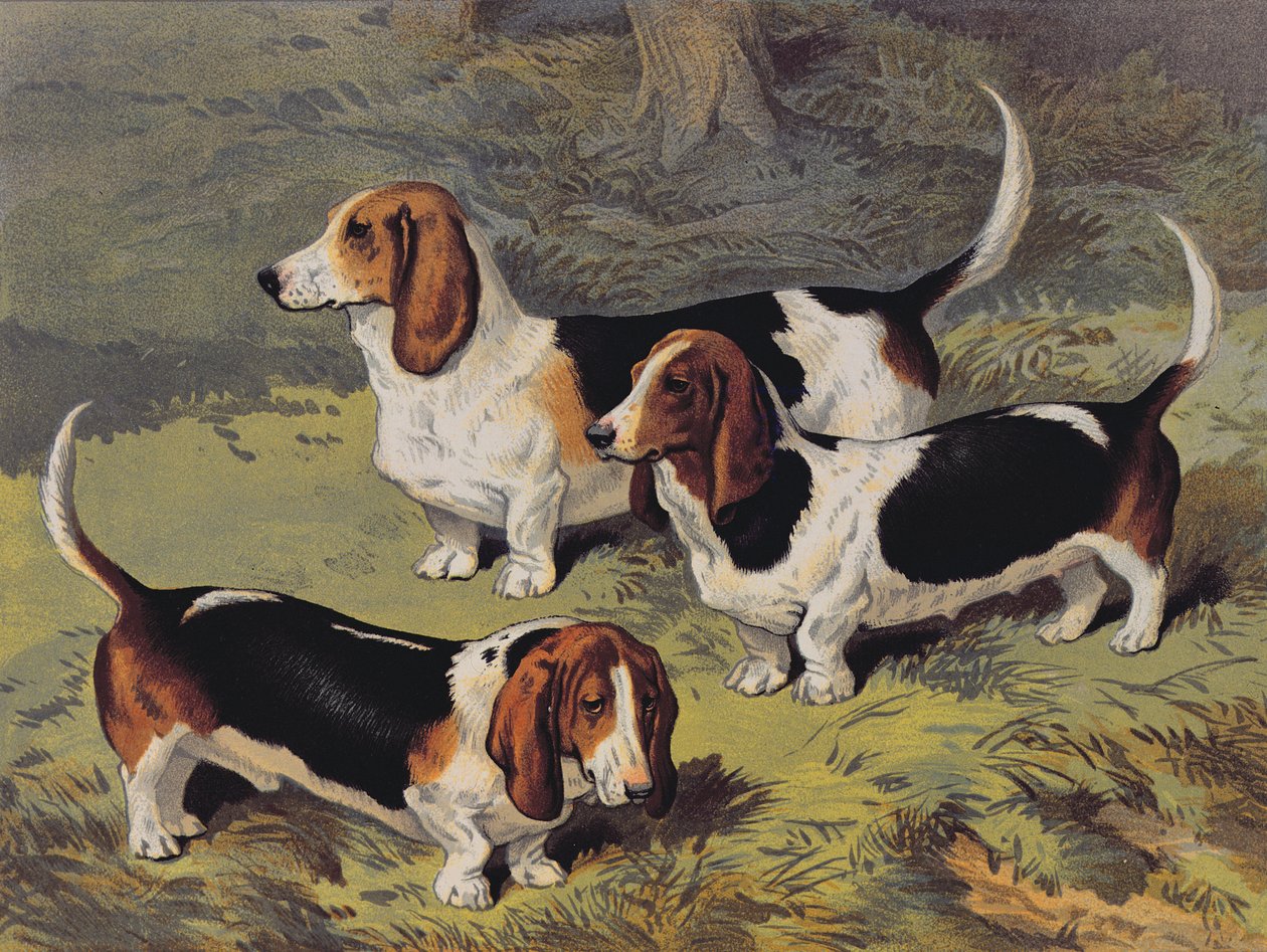 Basset Hounds, 1890 de English School