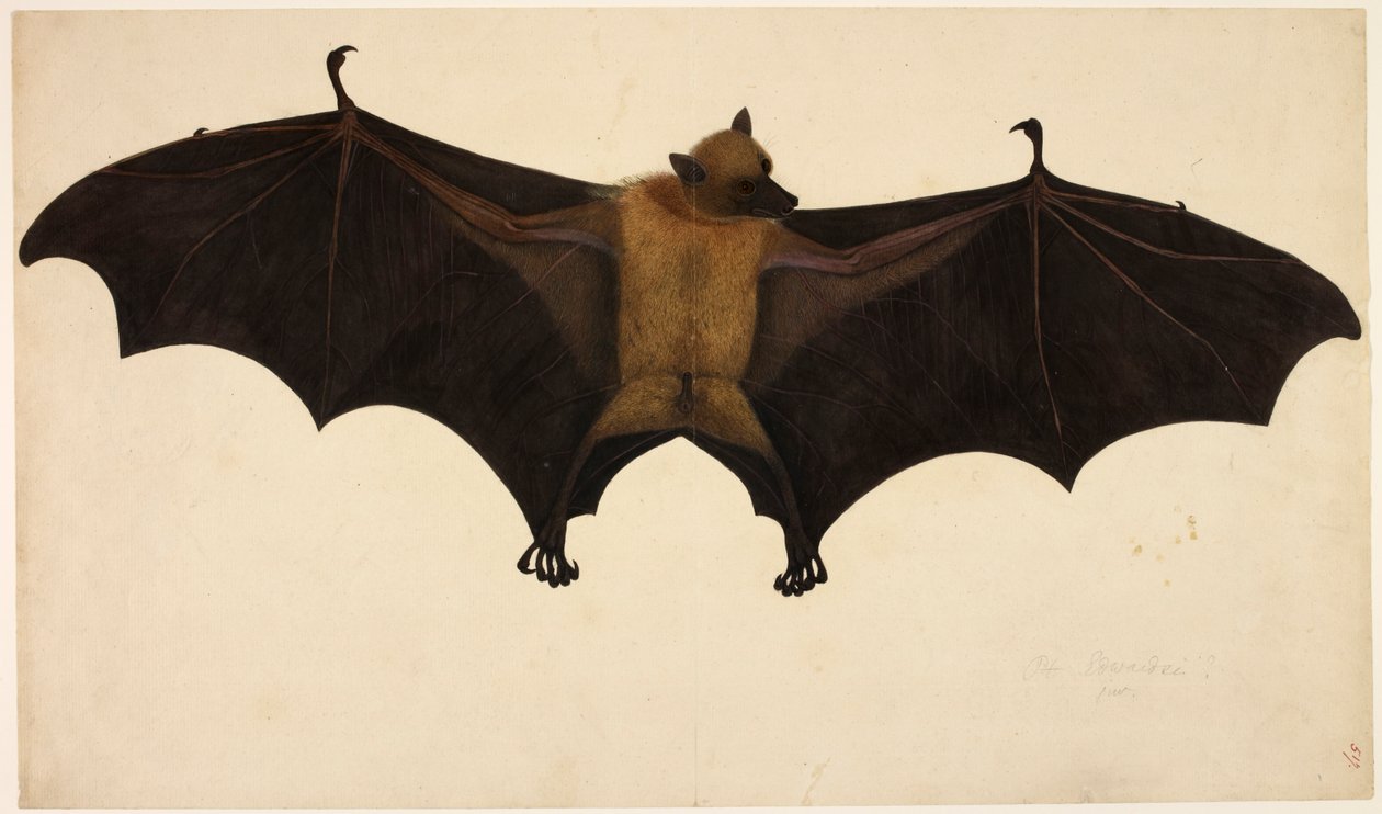 Morcego, da Coleção Francis Buchanan, c.1804 (aquarela e guache sobre papel) de English School