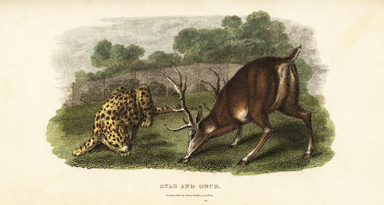 Batalha entre um veado veado e uma onça-pintada ou um tigre de caça de English School