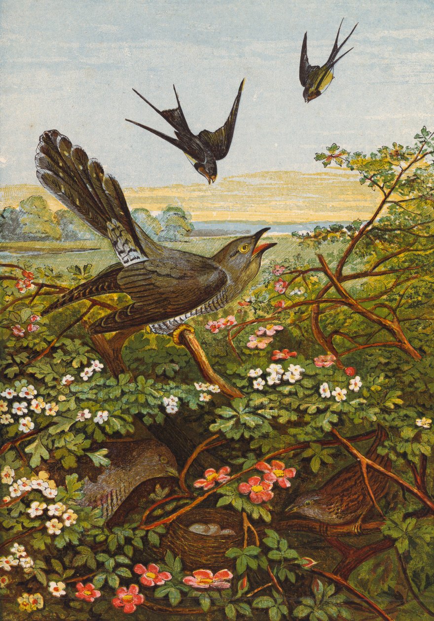 Aves (litografia a cores) de English School