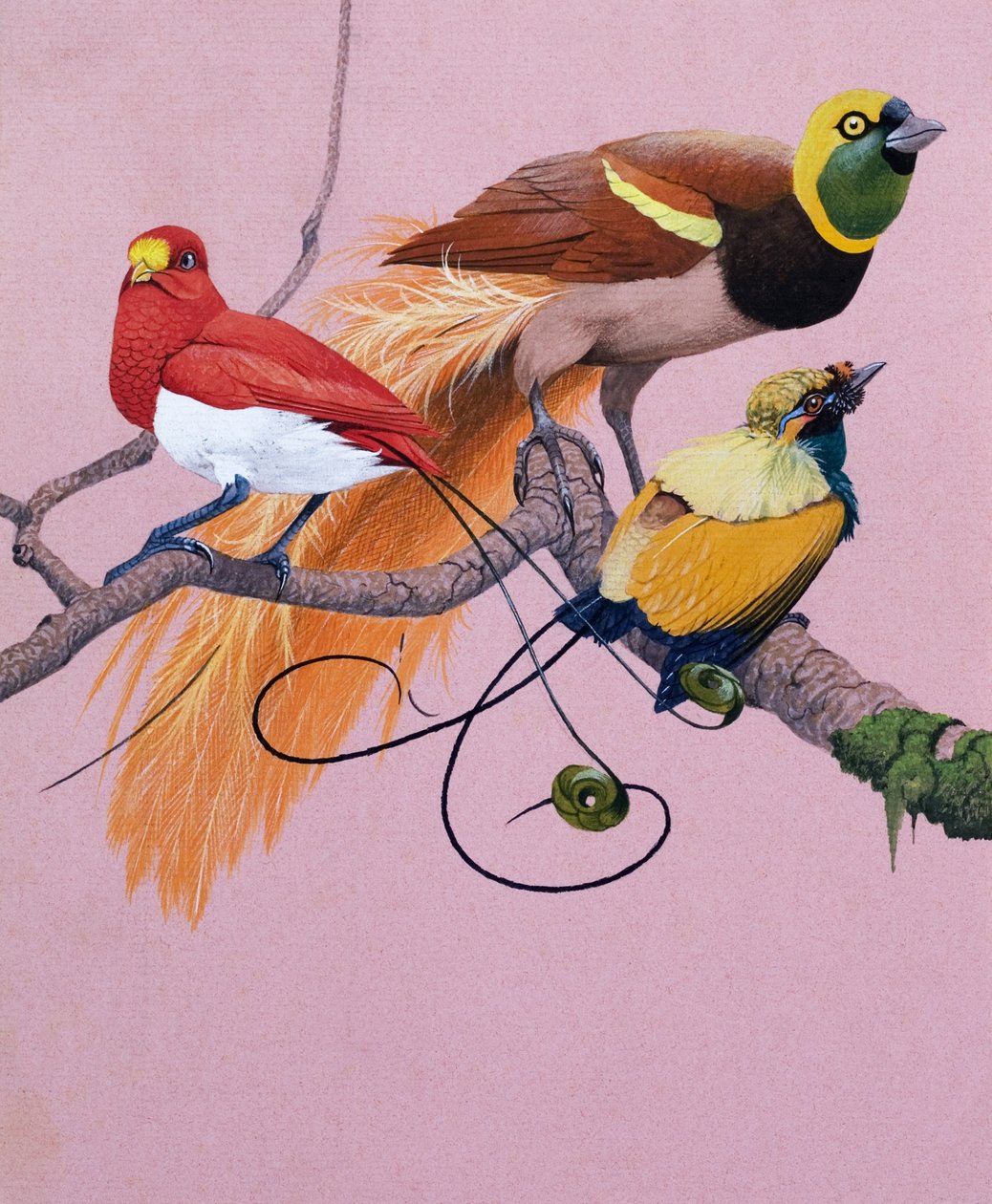 Aves do Paraíso (guache sobre papel) de English School
