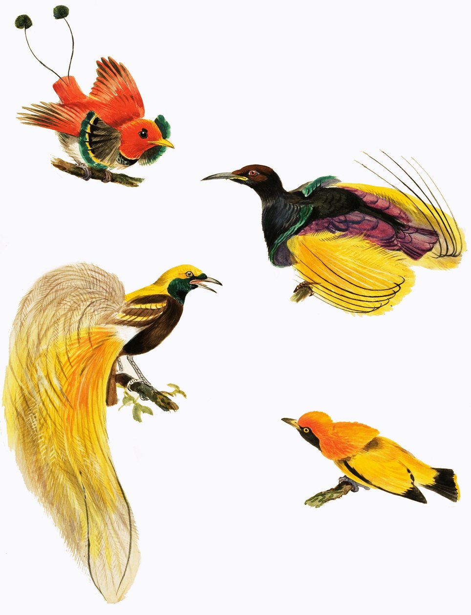Aves do Paraíso de English School