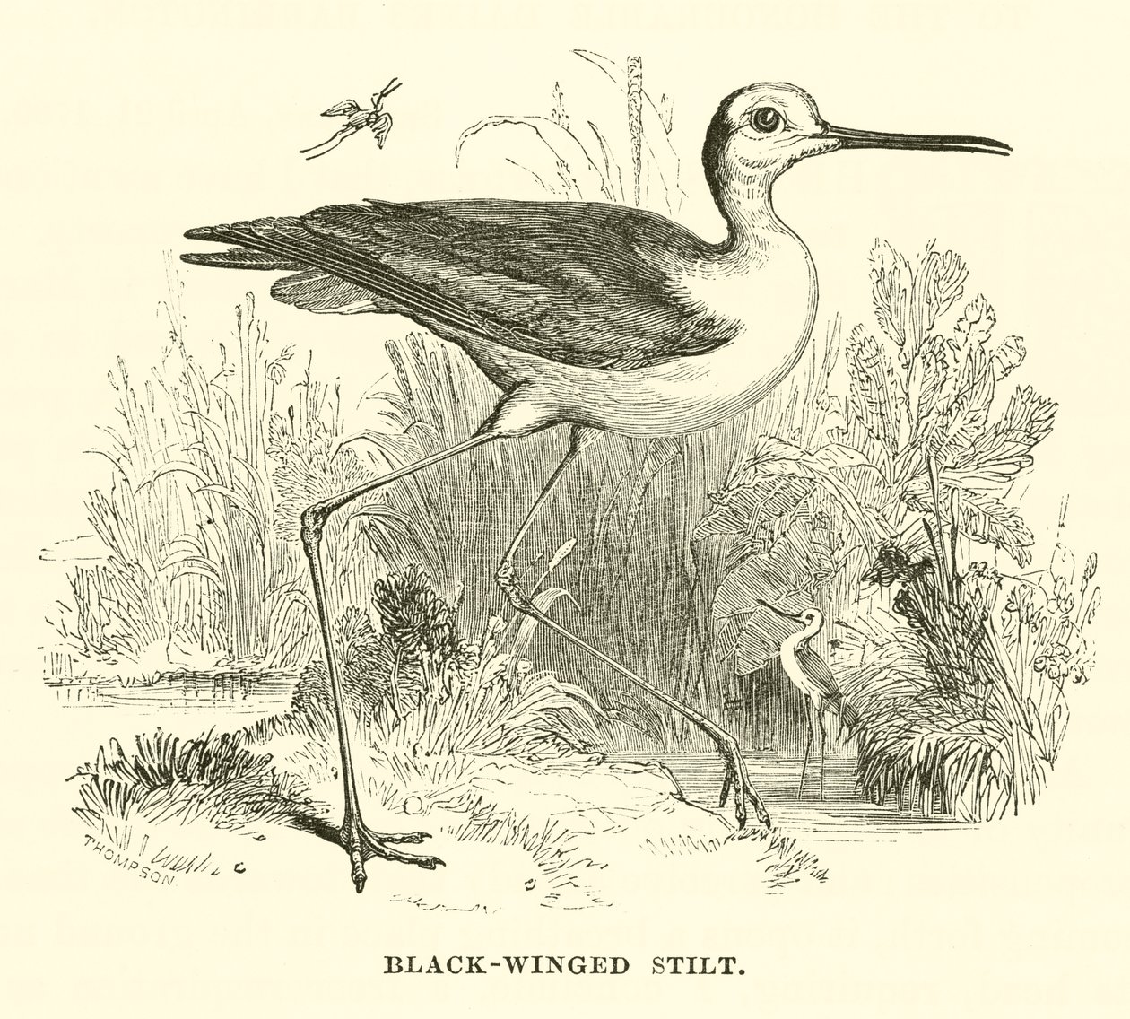 Pernilongo (gravura) de English School