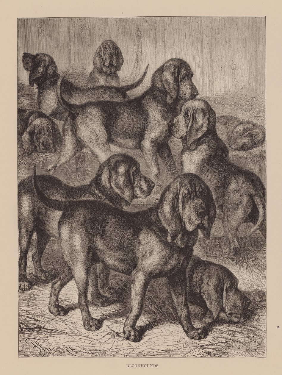 Cães de caça (gravura) de English School