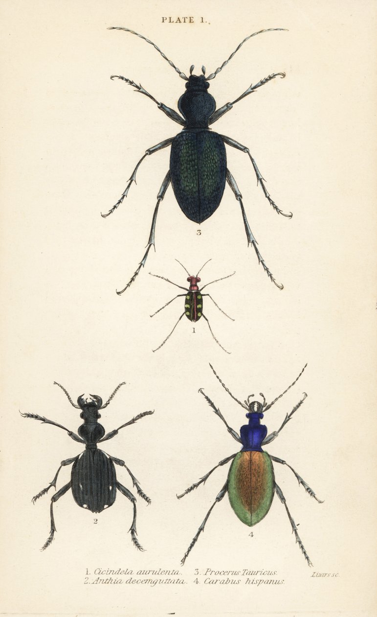 Besouro tigre com manchas azuis ou douradas, Cicindela aurulenta 1, escaravelho terrestre dente-de-sabre, Anthia decemguttata 2, escaravelho terrestre violeta enorme, Carabus scabrosus tauricus 3, e abelha terrestre, Carabus hispanus 4 de English School