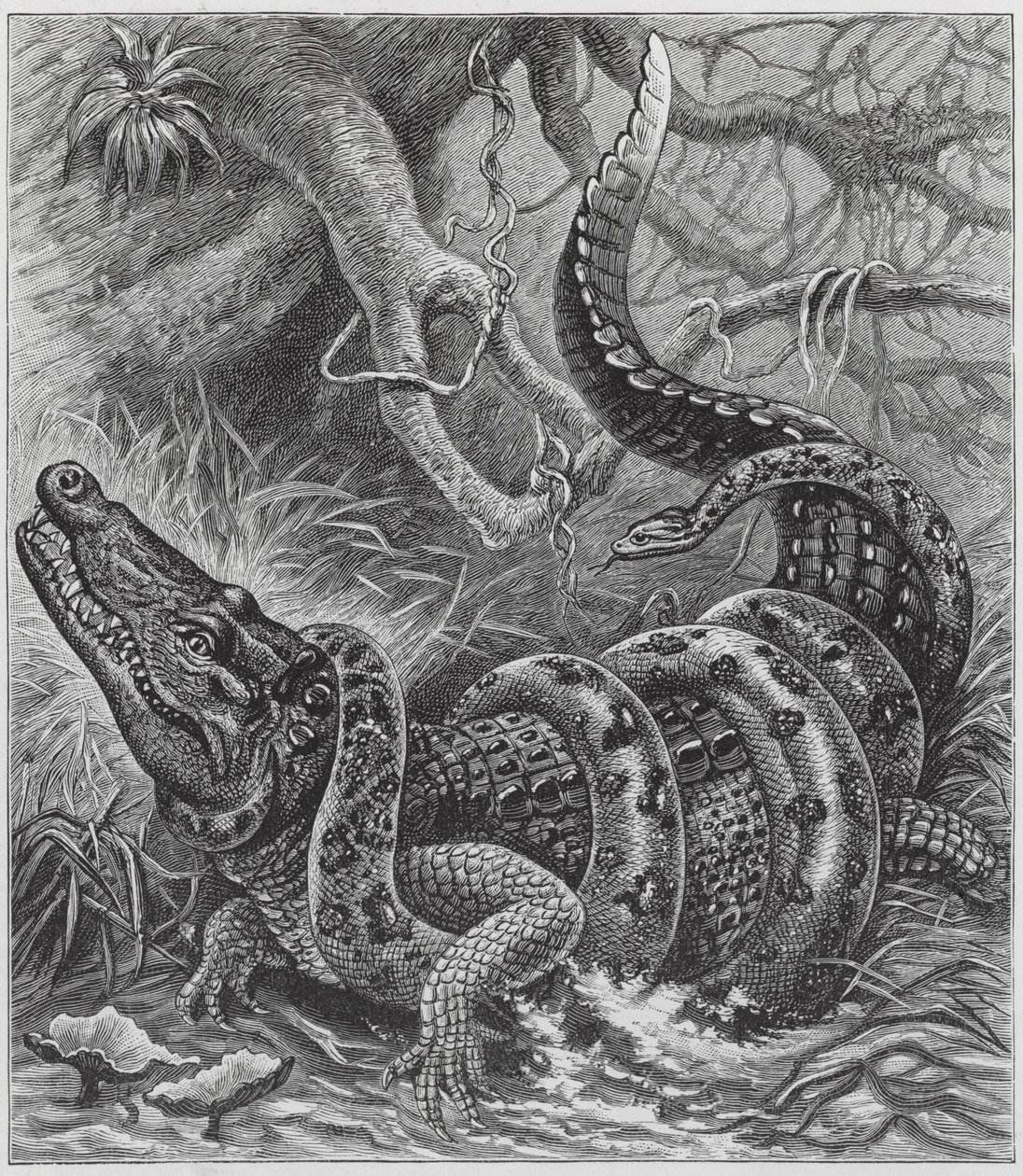 Boa e Crocodilo (gravura) de English School