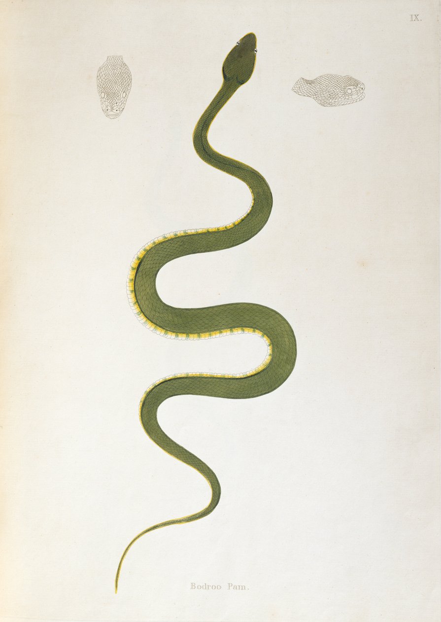 Bodroo Pam Snake de uma conta de serpentes indianas coletadas da costa de Coromandel por Patrick Russell, Londres, 1796 de English School