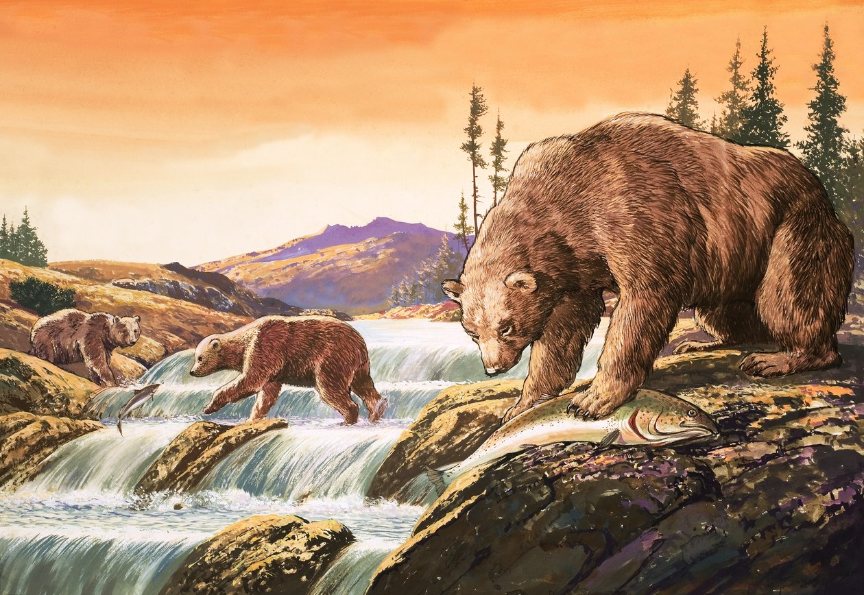 Ursos castanhos do Alasca, ilustração de "Nature
