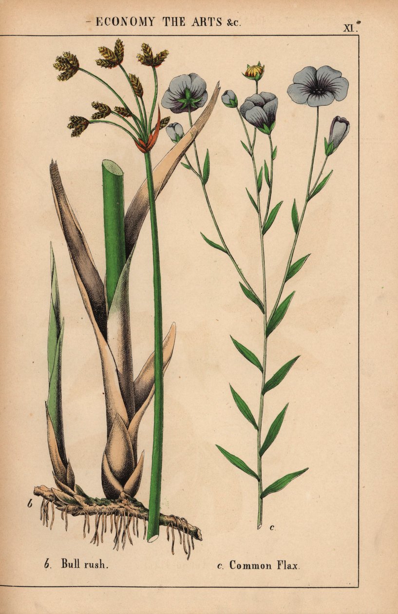 Bull rush ou junco Cyperus e planta de linho comum com flores azuis Linum usitatissimum.  , de "The Instructive Picturebook, or Lessons from the Vegetable World", [Charlotte Mary Yonge], Edimburgo de English School
