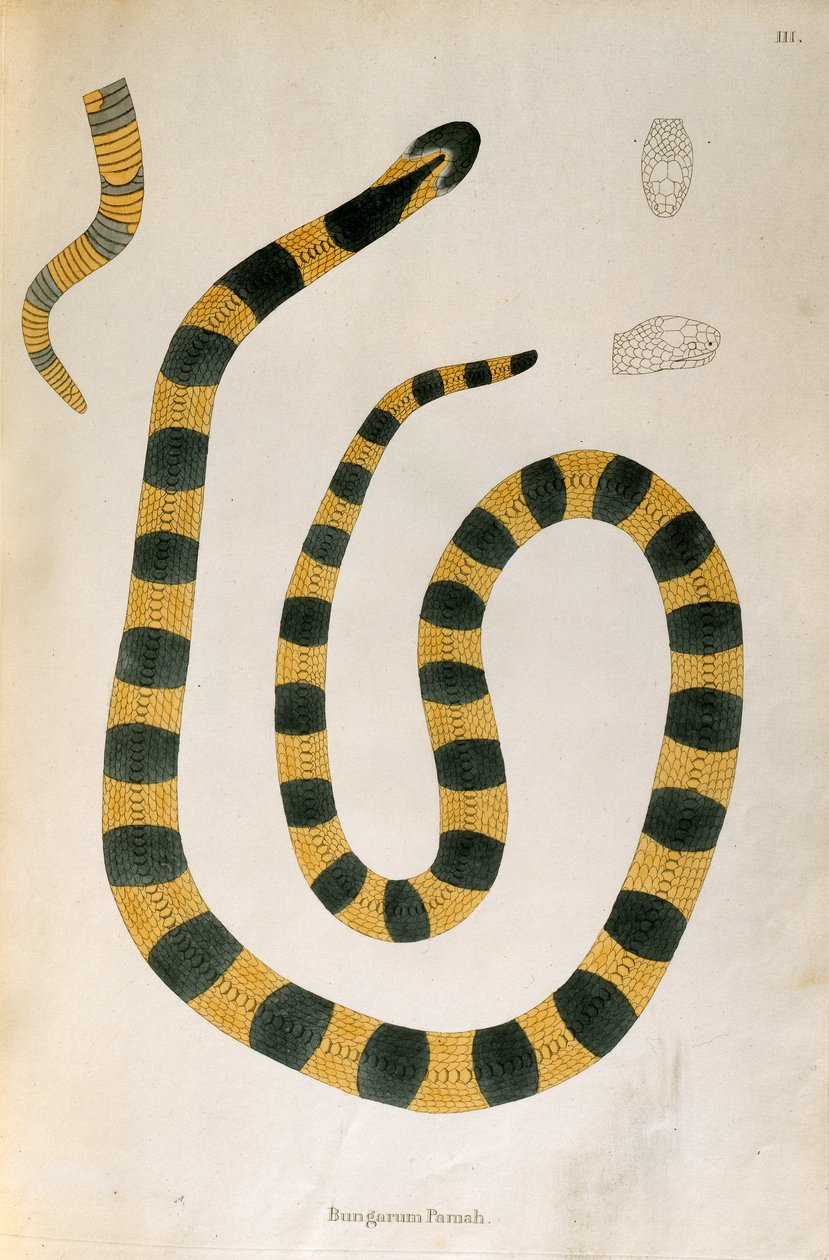 Bungarum Pamah Snake de uma conta de serpentes indianas coletadas da costa de Coromandel por Patrick Russell, Londres, 1796 de English School