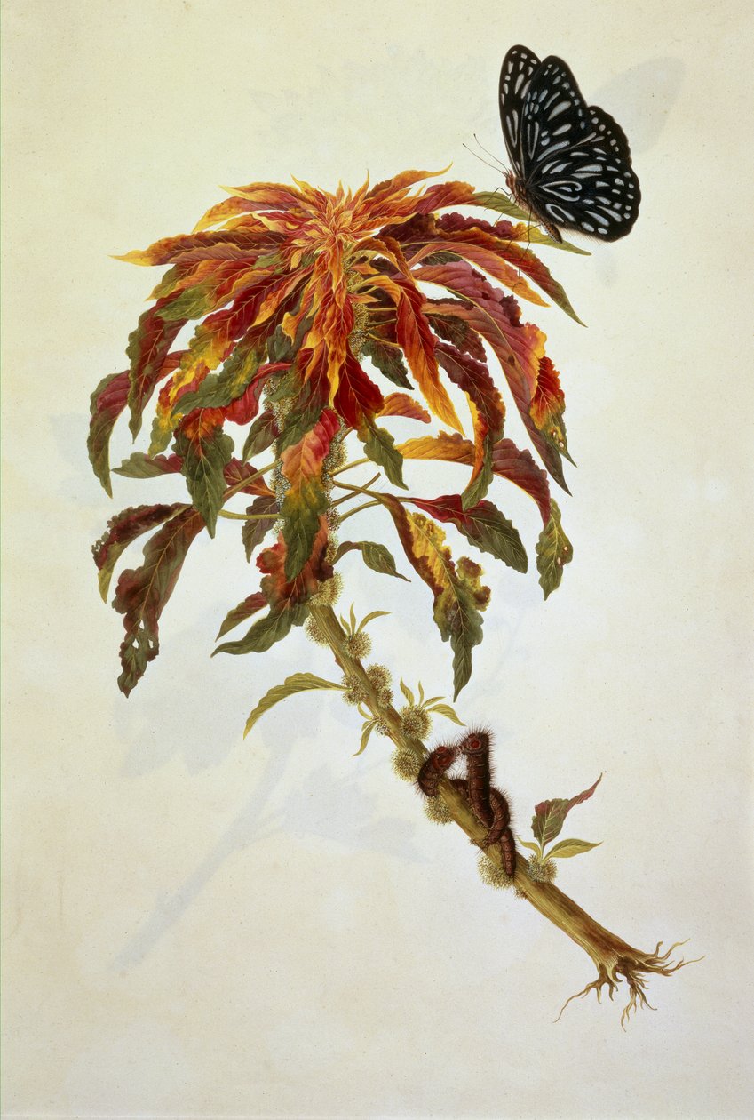 Borboletas e lagartas numa grande planta de floração de English School