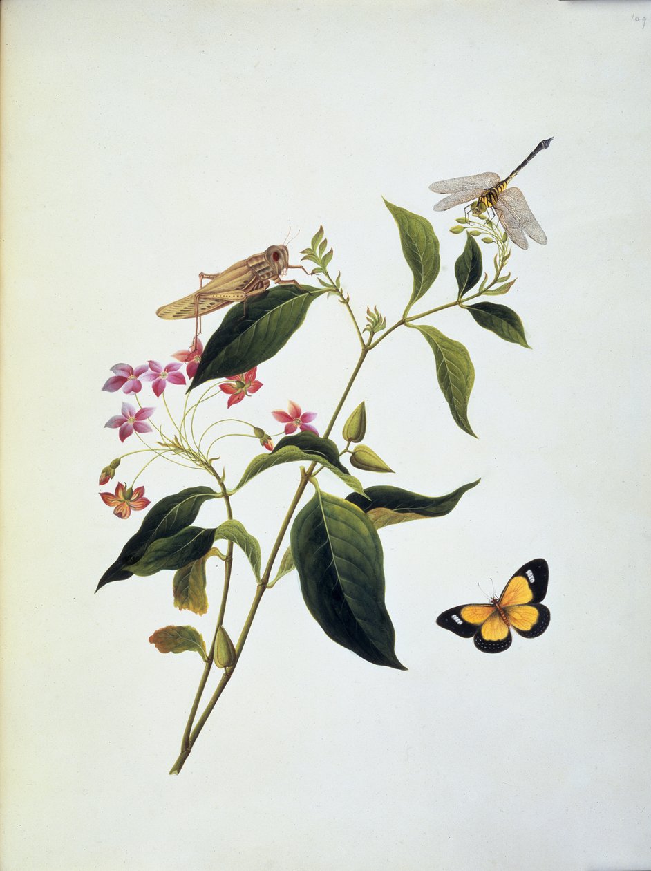 Borboleta, gafanhoto e libélula em uma planta de English School