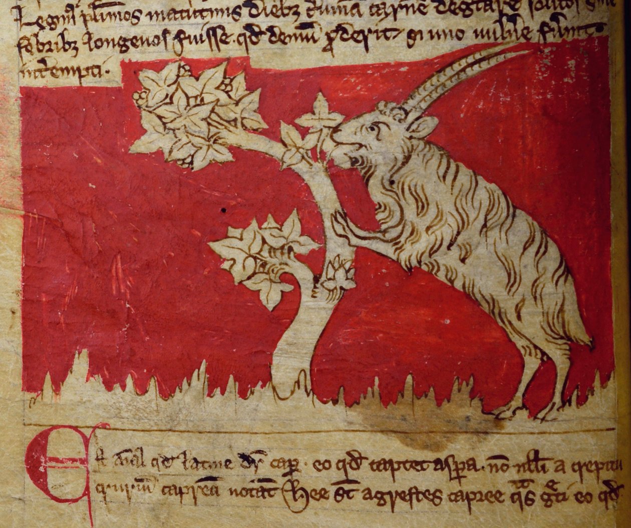 CCA-LitMs - D - 10 fol.1v Goat, do Bestiário de English School