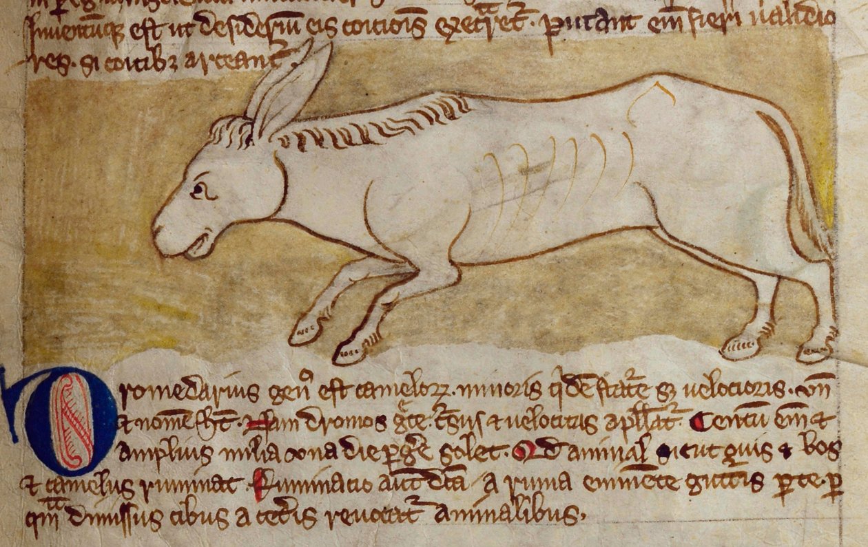 Lit-CCA - D - 10 fol. 10r Burro, de Bestiário de English School