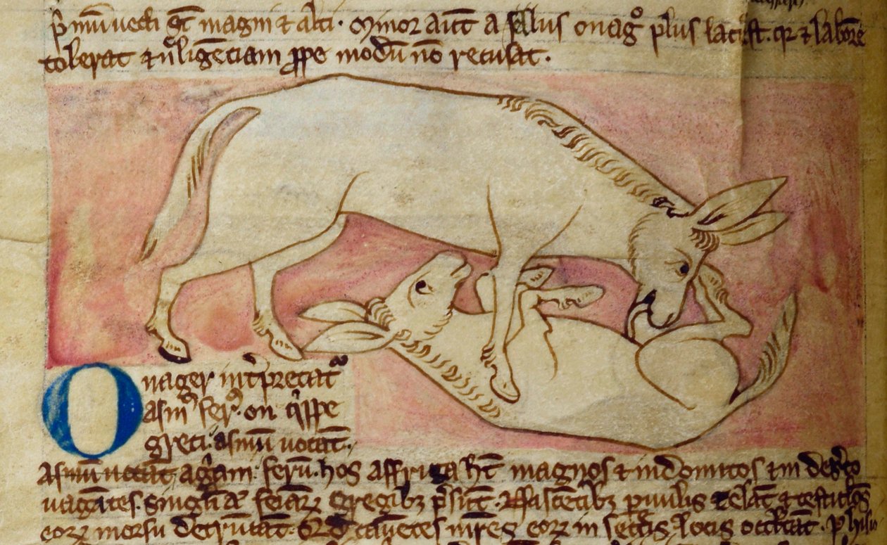Lit-CCA - D - 10 fol. 10r Wild ass, de Bestiary de English School