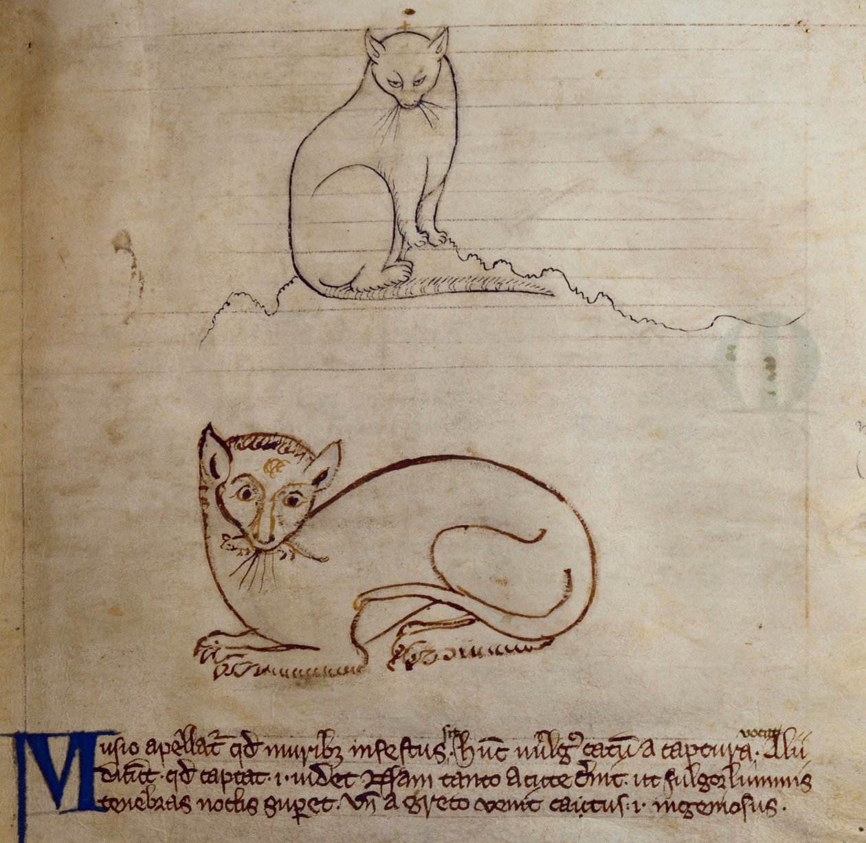 CCA-LitMs - D - 10 fol. 11r Cat, do Bestiário de English School