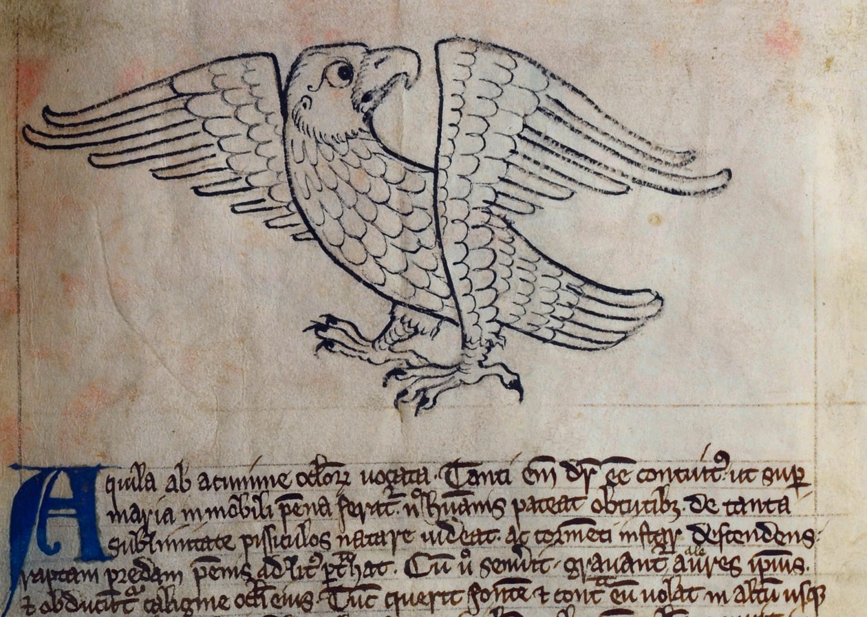 Lit-CCA - D - 10 fol. 13r Eagle, de Bestiary de English School