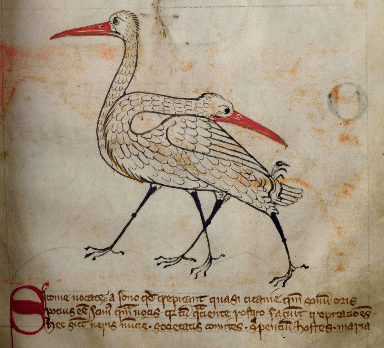 Lit-CCA - D - 10 fol. 15r Stork, de Bestiary de English School