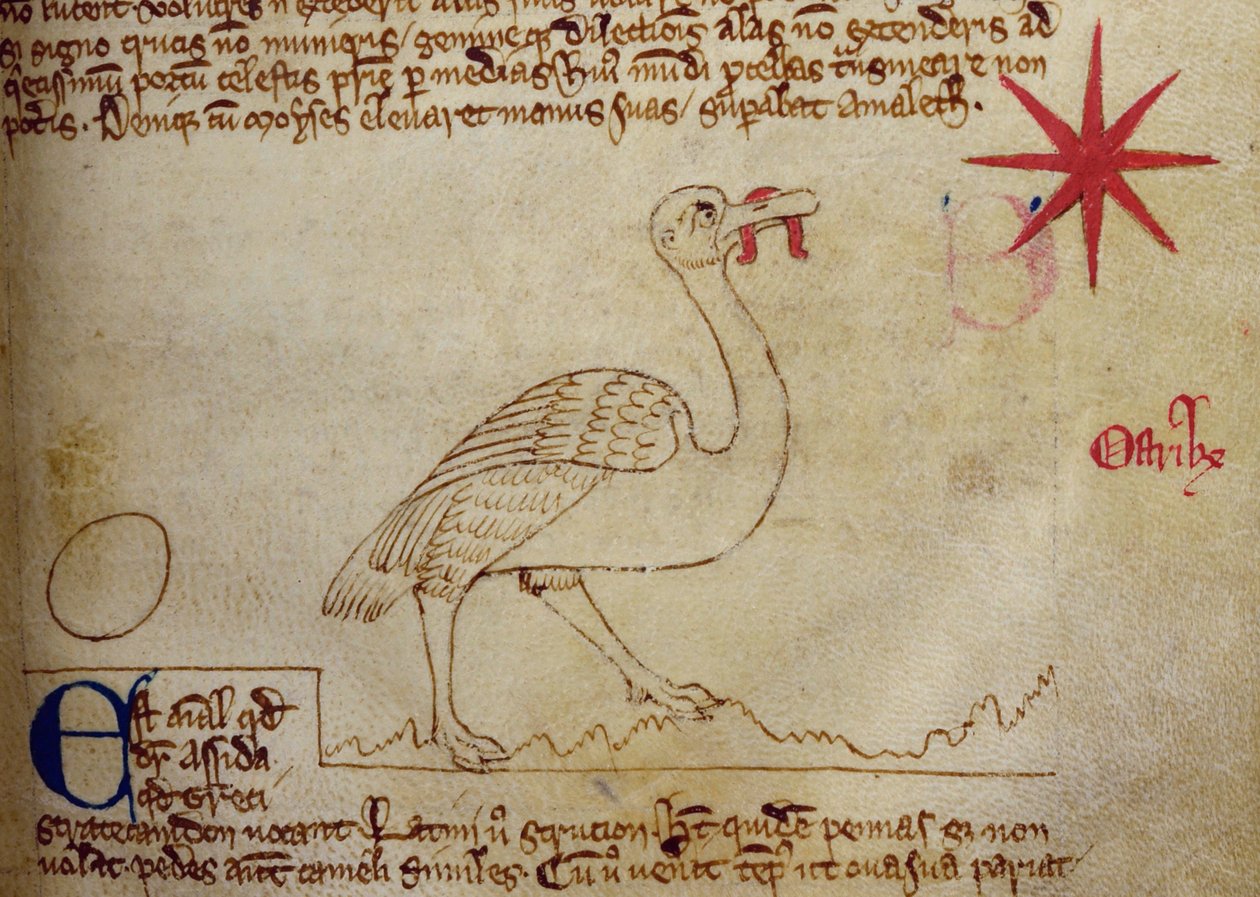 Lit-CCA - D - 10 fol. 16r Avestruz, de Bestiary de English School