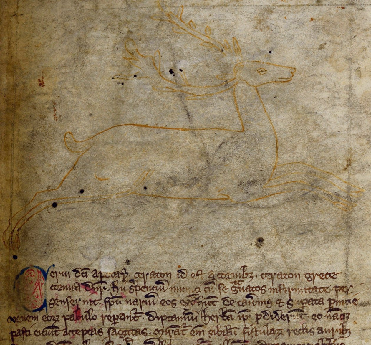 Lit-CCA - D - 10 fol. 1r Stag, de Bestiary de English School