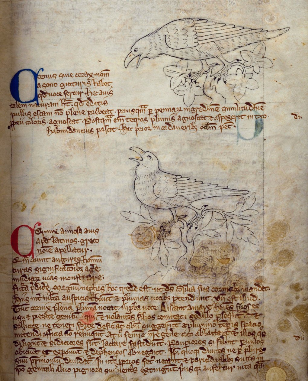 Lit-CCA - D - 10 fol. 20r Raven and Crow, de Bestiary de English School