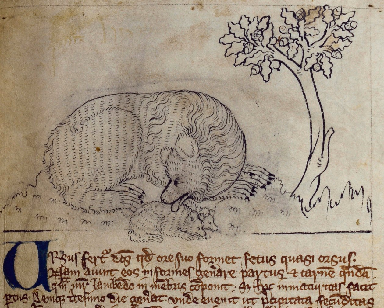 CCA-LitMs - D - 10 fol. 3r Bear, do Bestiário de English School