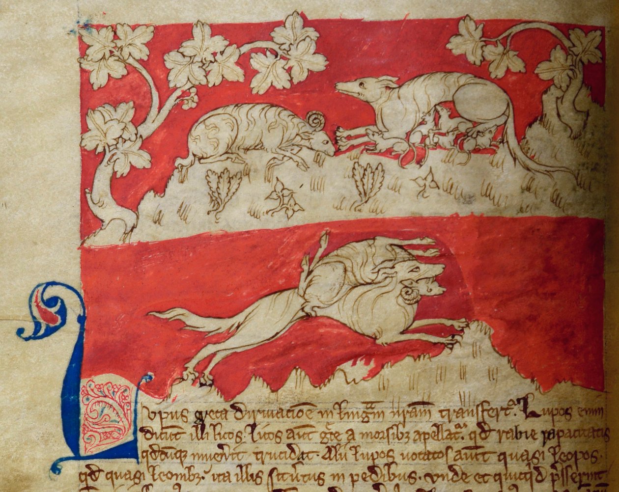 Lit-CCA - D - 10 fol. 4v Wolf, de Bestiário de English School