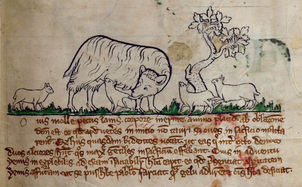Lit-CCA - D - 10 fol. 8r Ovinos, de Bestiário de English School