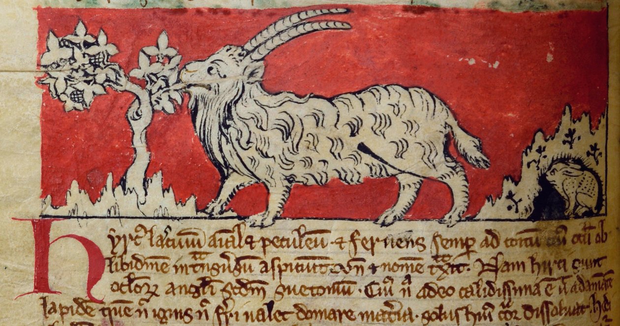 CCA-LitMs - D - 10 fol. 8v Cabra, do Bestiário de English School