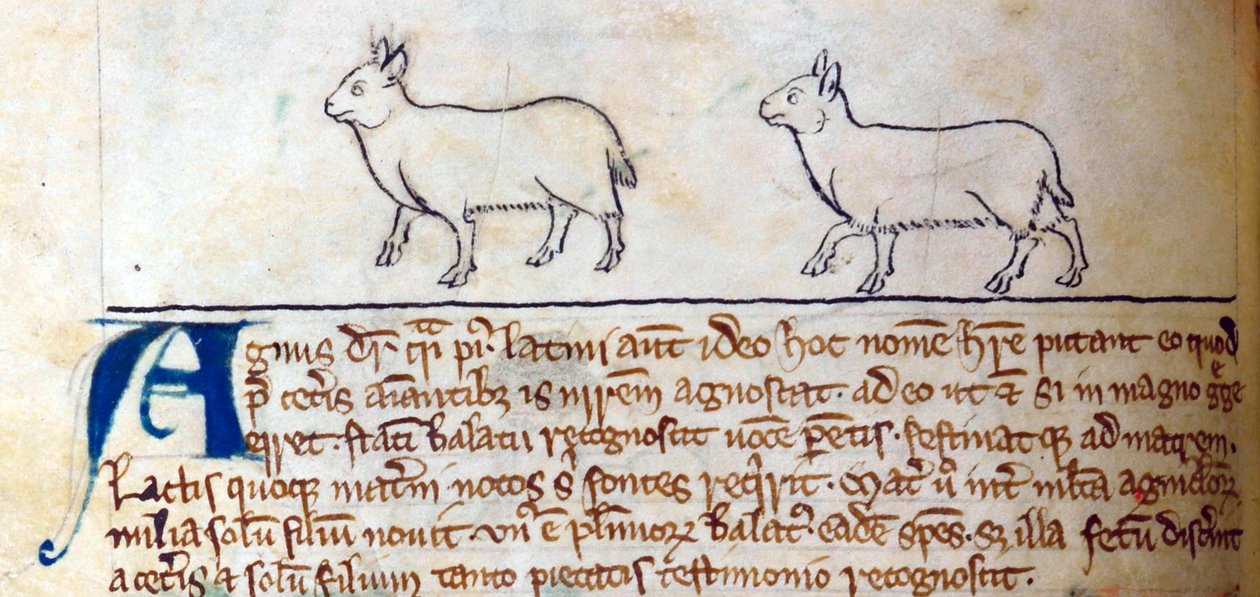 Lit-CCA - D - 10 fol. 8v Lambs, de Bestiary de English School