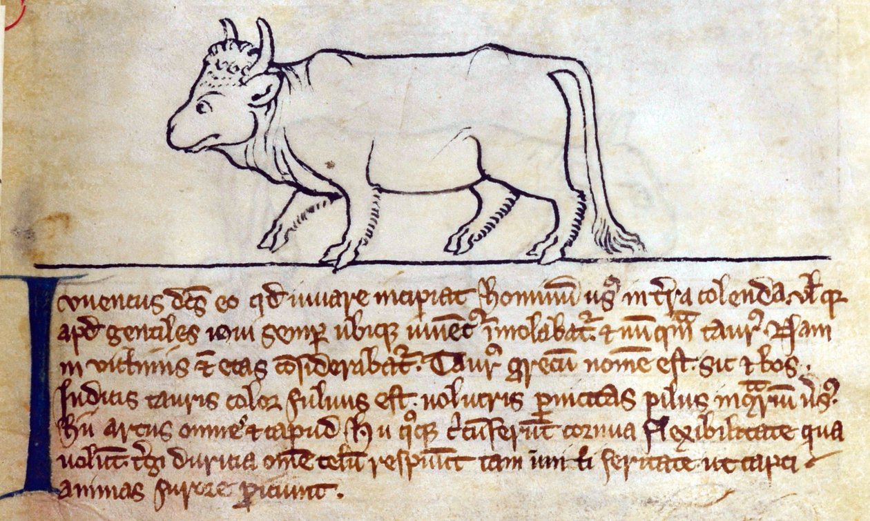 Lit-CCA - D - 10 fol. 9r Bullock, de Bestiary de English School